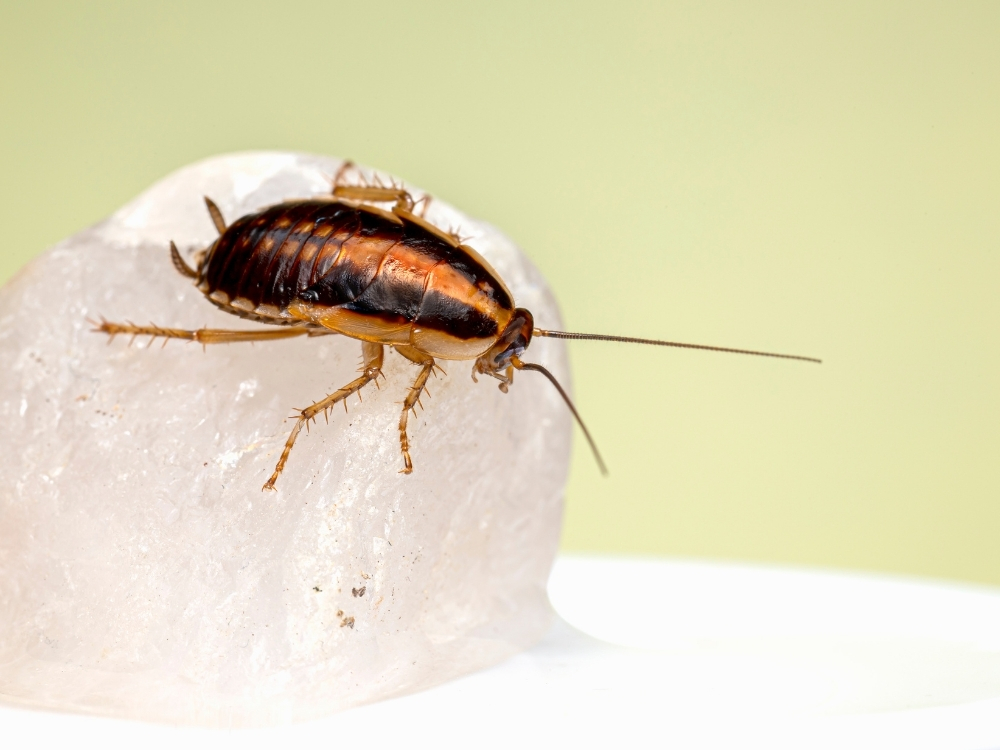 Bed Bug Pest About