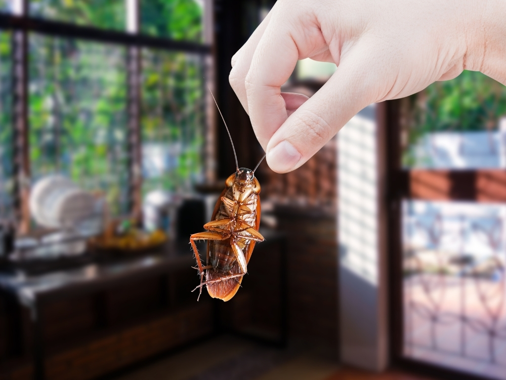 Cockroach Removal About
